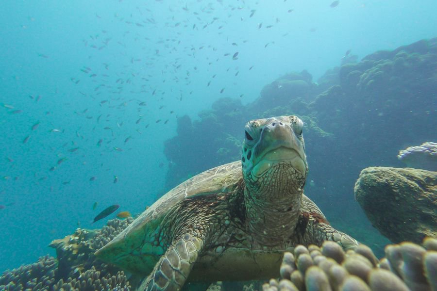Sea turtle looking at the camera in the Great Barrier Reef