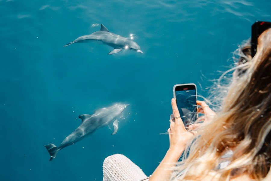 Woman taking a photo of dolphins on her phone from on board a boat in the Whitsundays