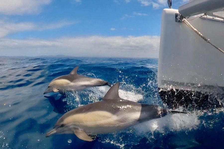 Two dolphins swimming and riding the bow wave beside a sailing catamaran in the turquoise waters of the Whitsundays.
