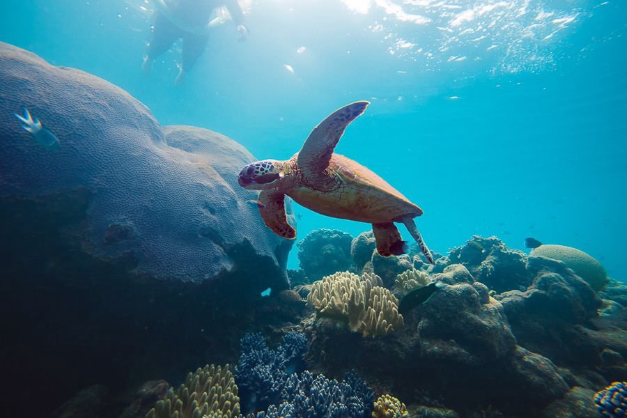 Green sea turtle swimming above colourful coral reef in the Whitsundays