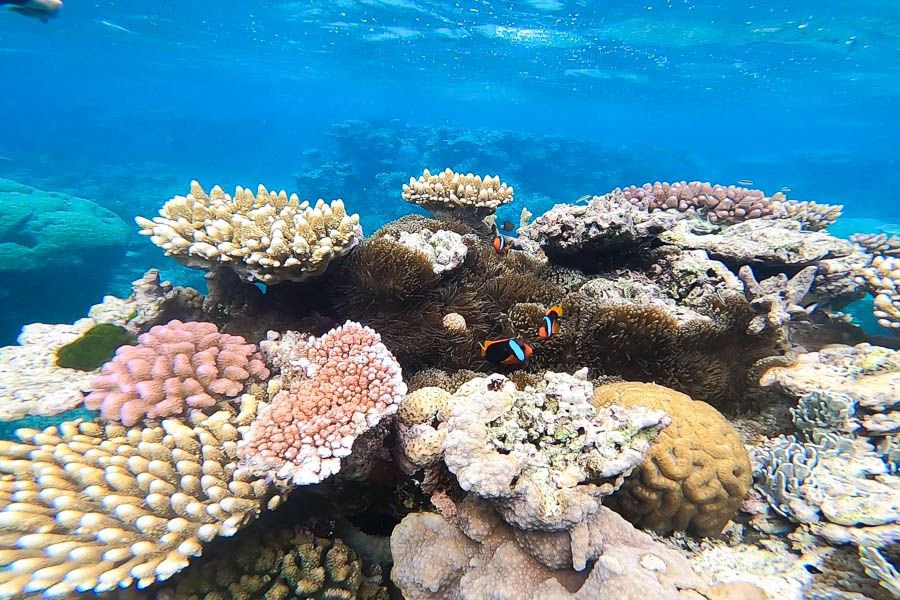 Colourful coral formations with clownfish swimming among anemones in clear blue water on the Great Barrier Reef, Whitsundays