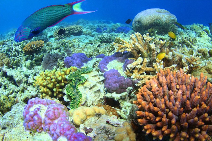 Vibrant coral formations in shades of purple, orange and yellow with tropical reef fish swimming above on the Great Barrier Reef
