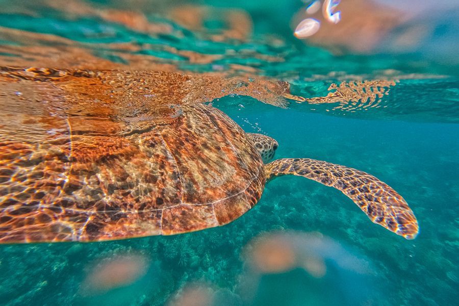 Close-up underwater view of a sea turtle swimming just below the surface above a coral reef in clear turquoise water