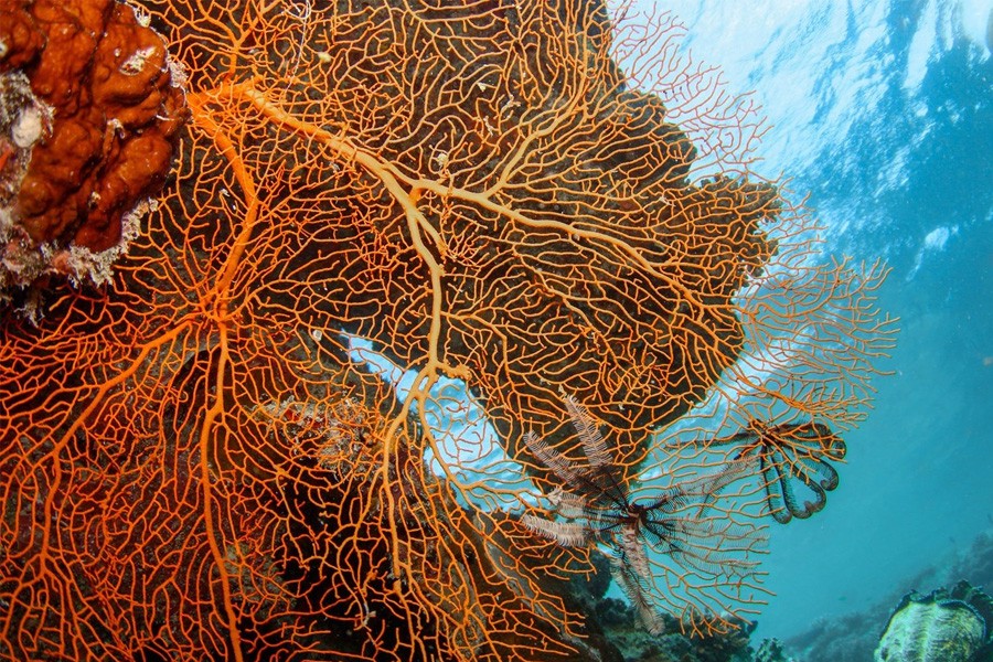 Close-up of bright orange sea fan coral with intricate branching patterns and a feather star attached, set against clear blue ocean water