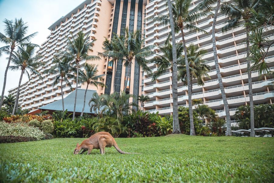 Kangaroo grazing on a green lawn in front of a tall tropical resort building surrounded by palm trees in the Whitsundays