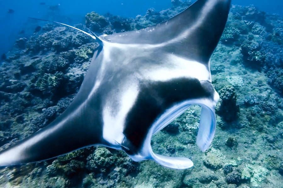 Large manta ray swimming gracefully above a coral reef in clear blue waters of the Great Barrier Reef