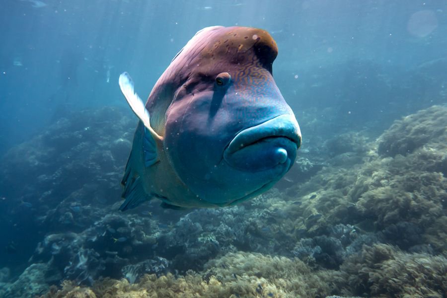 Close-up of a Maori wrasse swimming above coral reef in clear blue waters of the Great Barrier Reef