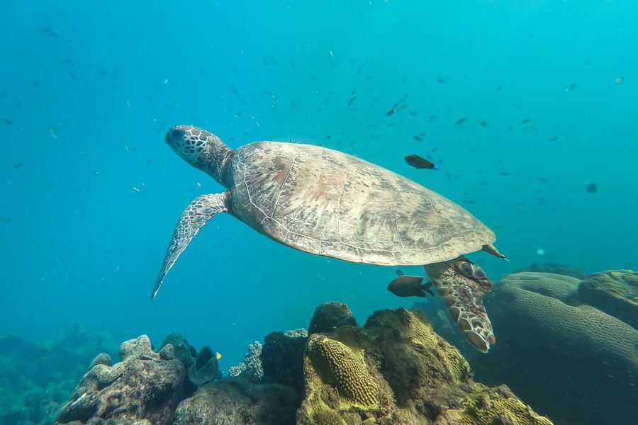A sea turtle swimming underwater above a coral reef in clear blue tropical water