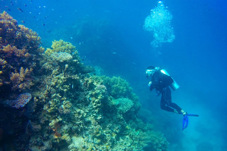 Scuba diver exploring coral reef in clear waters of the Great Barrier Reef