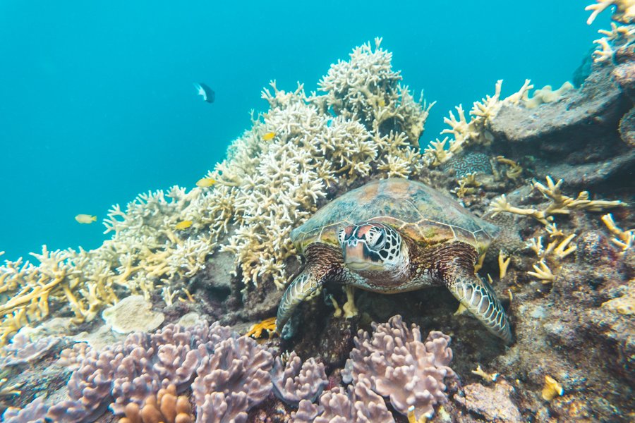 Green sea turtle resting on coral reef in the Whitsundays