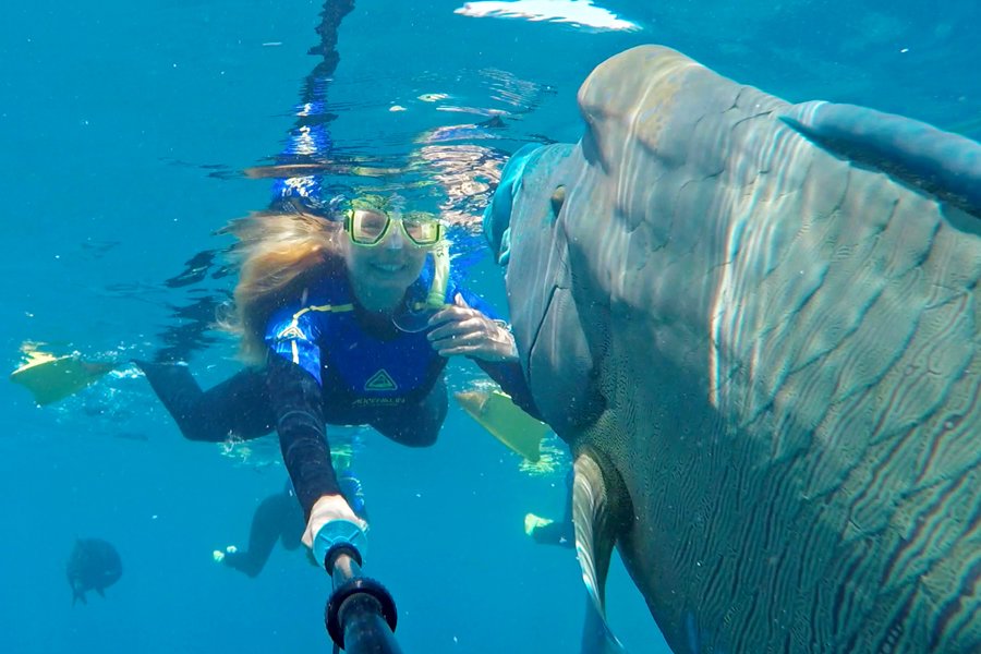 Guest snorkelling alongside a large fish in the clear waters of the Whitsundays
