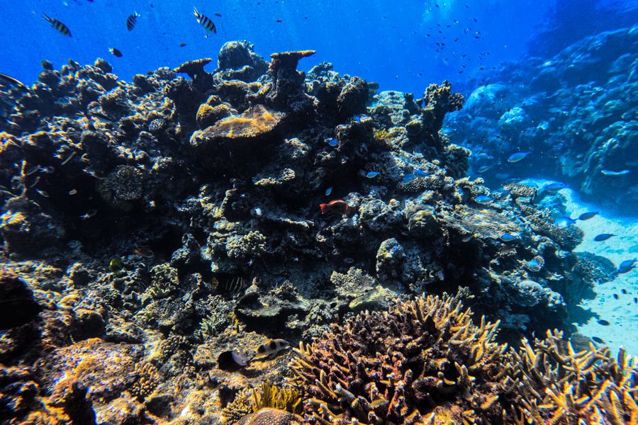 Vibrant Coral Reef on the Great Barrier Reef Whitsundays
