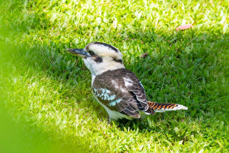 A kookaburra sitting on bright green grass with blue wing markings and a striped tail