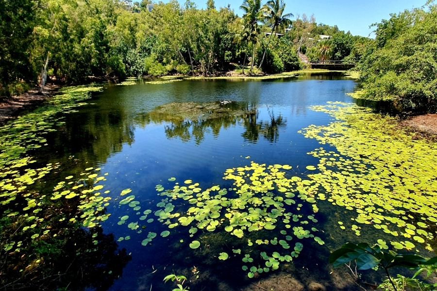 Peaceful freshwater lagoon surrounded by lush tropical greenery and lily pads on Hamilton Island