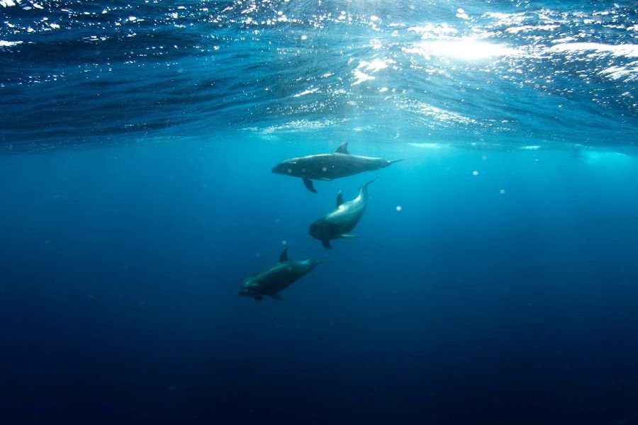 Three dolphins swimming underwater in clear blue ocean with sunlight filtering through the surface above