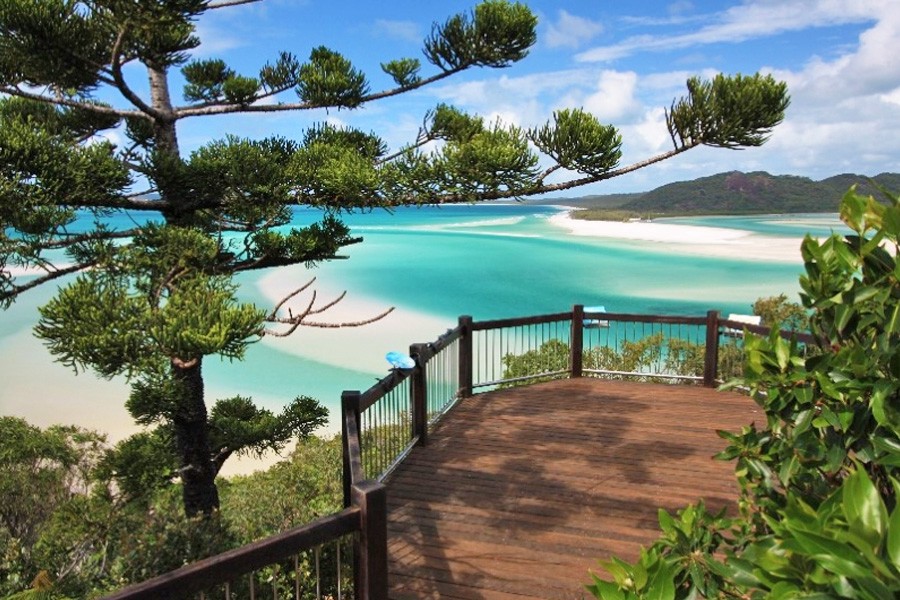 Wooden lookout platform overlooking the swirling turquoise waters and white sandbars of Hill Inlet at Whitehaven Beach in the Whitsundays, framed by lush green trees