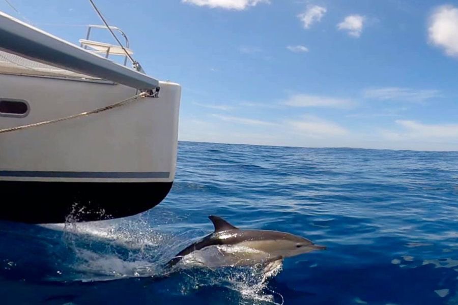 A dolphin swimming alongside the bow of a sailing yacht in open blue ocean waters in the Whitsundays