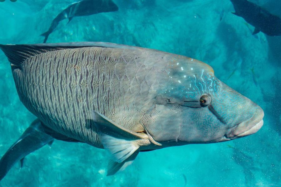 A large Maori wrasse swims through clear turquoise water over a coral reef in the Great Barrier Reef, with other fish in the background