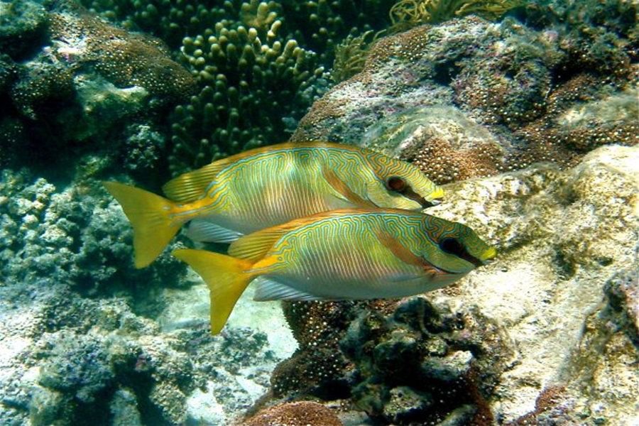 Two colourful tropical reef fish with yellow tails and blue-green stripes swimming beside coral on the Great Barrier Reef