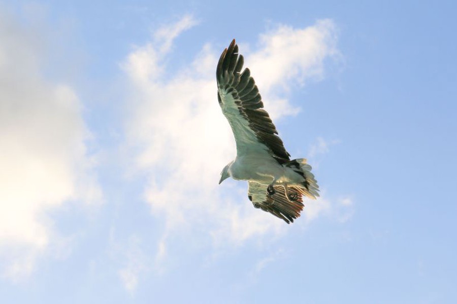 Seagull soaring through a blue sky above the ocean in the Whitsundays, Queensland, Australia.