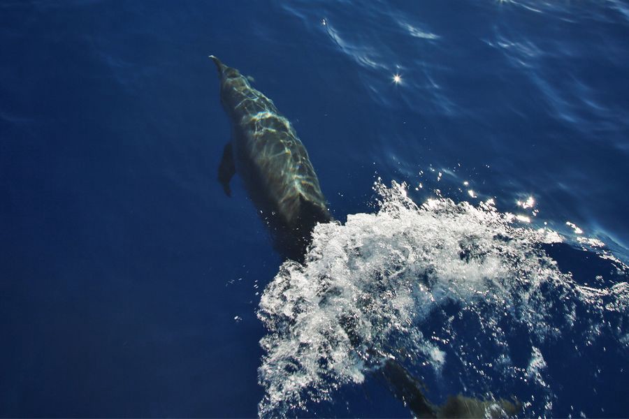 Dolphin swimming in clear blue ocean water beside a boat in the Whitsundays, Queensland, Australia.