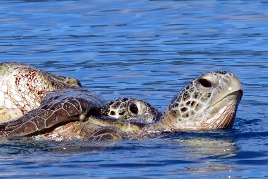 Two sea turtles swimming at the water’s surface in clear blue ocean near the Whitsunday Islands, with one turtle’s head and shell clearly visible above the water.