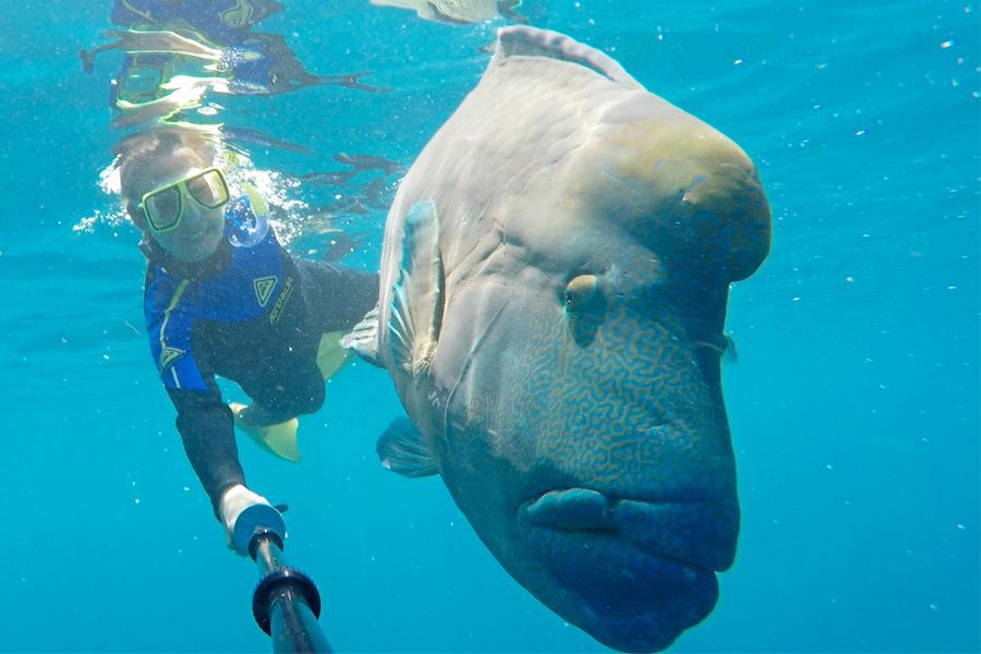 A snorkeler wearing a mask and snorkel holding a selfie stick underwater alongside a large tropical fish, surrounded by clear blue ocean water.