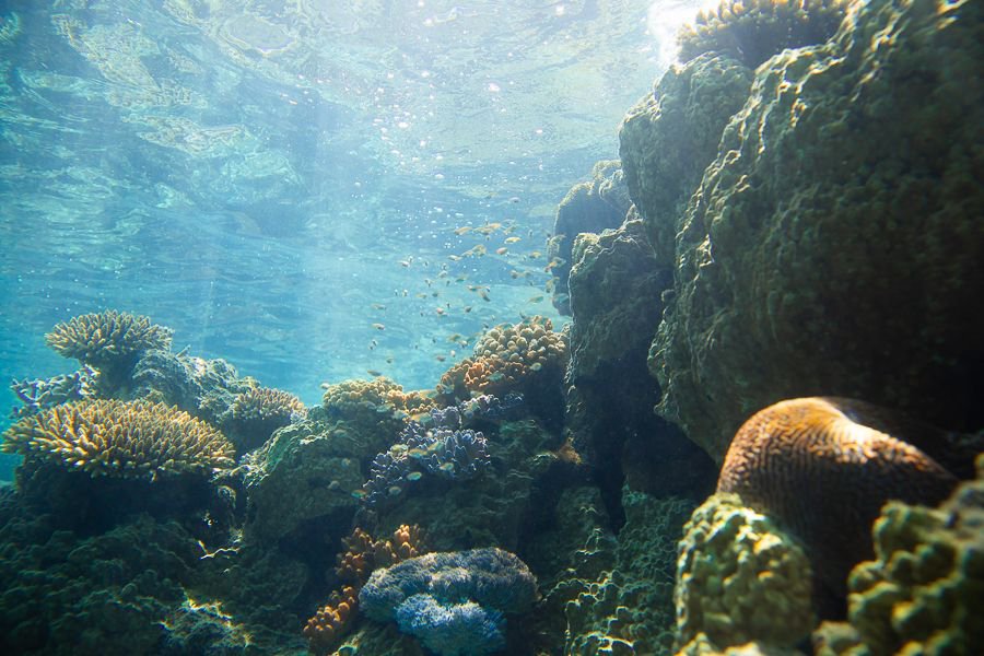 corals reefs underwater lit up by the overhead sunlight