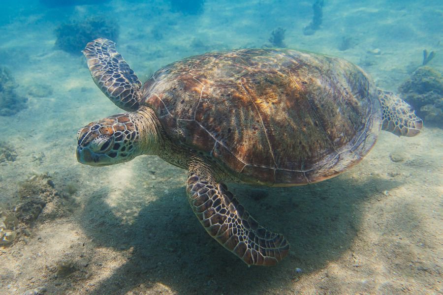 sea turtle swimming near the ocean floor underwater