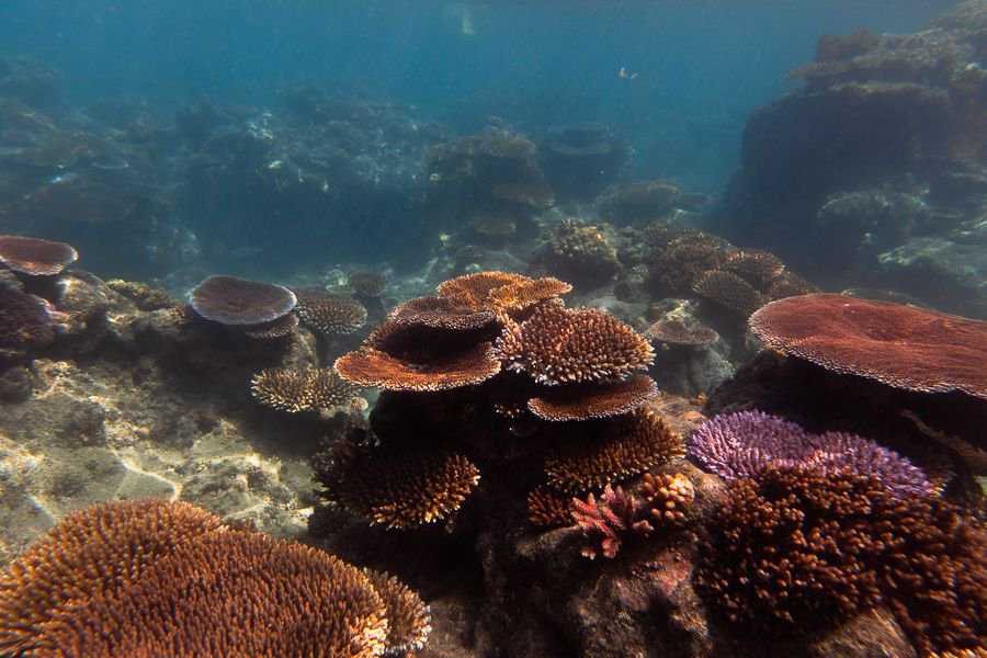 vibrant array of colourful coral reefs underwater