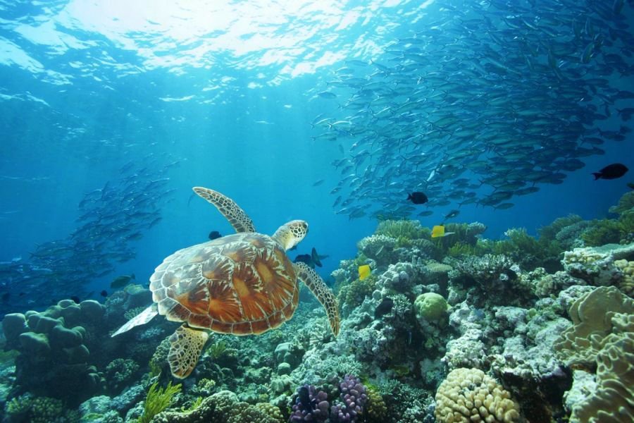 sea turtle swimming peacefully through blue waters over a coral reef