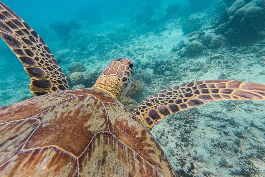 close up view of a sea turtle swimming along the ocean floor near a coral reef underwater